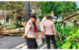 Pohon Tumbang di Loceret, Polisi dan Warga Bersatu Padu Evakuasi