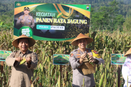 Polres Pacitan Bersama Warga Tani Panen Jagung Wujudkan Ketahanan Pangan Nasional