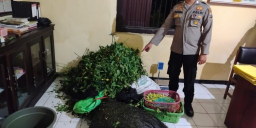 Polres Situbondo Ungkap Kasus Pencurian Cabai, 3 Pelaku Diringkus