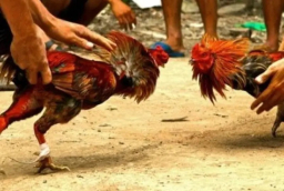 Judi Sabung Ayam di Malang Kebal Hukum, Warga Duga Ada Main Mata