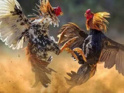 Judi Sabung Ayam Didesa Belung Poncokusumo Malang Kebal Hukum, Warga Duga Ada Main Mata