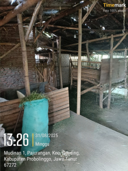 Dugaan Penyelewengan Bantuan Sapi di Probolinggo, Kepala Desa Dituding Kuasai Aset Negara