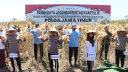 Komitmen Wujudkan Ketahanan Pangan Nasional, Kapolda Jatim Bersama Forkopimda Banyuwangi Gelar Panen Jagung Serentak 1.4