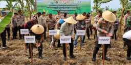 Dukung Swasembada Pangan, Polres Tulungagung Gelar Tanam Jagung Kuartal IV di Lahan Kas Desa Ngrejo