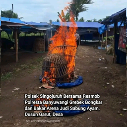 Polresta Banyuwangi Tindak Tegas Dugaan Judi Sambung Ayam, Arena Dibongkar