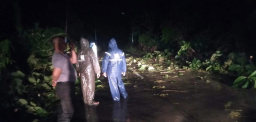 Pohon Tumbang Timpa Jalan di Pesanggaran, Polsek dan Warga Bertindak Cepat