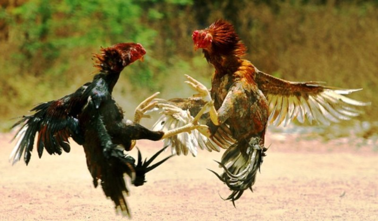 Heboh Dugaan Judi Sabung Ayam di Ambulu Jember, Ada Oknum Membekingi?