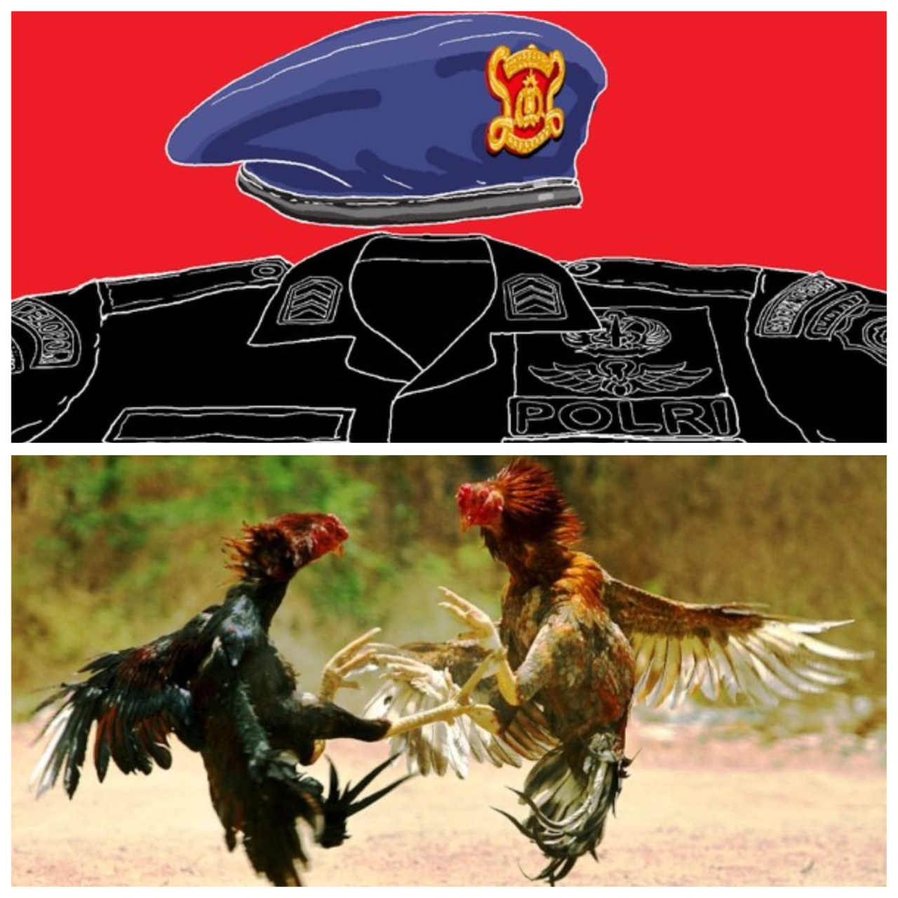 Viral..! Diduga Oknum Anggota Sat Brimob Bekingi Judi Sabung Ayam Pakis